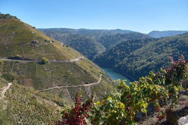 Ribeira Sacra 'daki Sil Kanyonları' nın teraslarına bakınız. Orada ünlü kahraman hasat ayık, Lugo, İspanya 'da gerçekleşiyor.