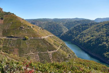 Ribeira Sacra 'daki Sil Kanyonları' nın teraslarına bakınız. Orada ünlü kahraman hasat ayık, Lugo, İspanya 'da gerçekleşiyor.