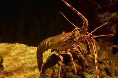 Akdeniz sualtı ıstakozu kumlu zeminde ve küçük bir kayanın üstünde
