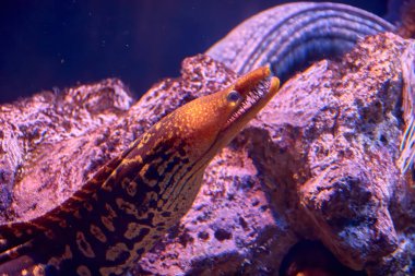 Murenid 'in başı, anguilliform balığı halk arasında moray yılanbalığı olarak bilinir. Mercan kayalıklarında yaşarlar ve avlarını yarıklardan takip ederler..