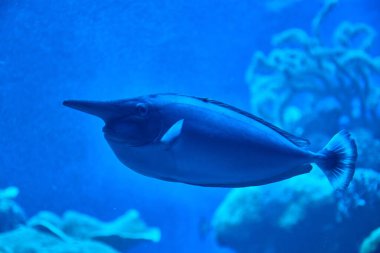 Bluespine unicornfish (Naso unicornis) veya kısa burunlu unicornfish su altında mavi su altında yüzer.