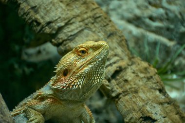 Hayvanat bahçesinde yeşil iguana kertenkelesi.