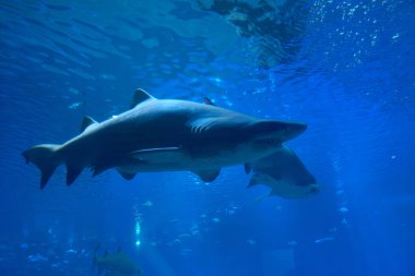 Palma de Mallorca akvaryumunda bir kaplan köpekbalığı
