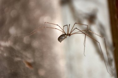 Uzun bacaklı örümcek evlerde, ılıman ve kuru alanlarda, tavanlarda ve köşelerde yaşar. Diğer örümceklerin, böceklerin, sivrisineklerin büyük bir avcısıdır.