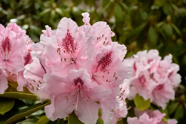 Güzel pembe rhododendron ya da Loire Vadisi 'nde su damlaları olan açelya