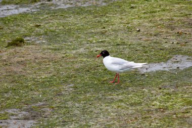 With its distinctive dark head and contrasting white plumage, the bird stands out against the vibrant green and brown hues of the wetlandsThe gull's keen eyes scan the muddy terrain, looking for small fish, insects, and crustaceans hidden among the r clipart