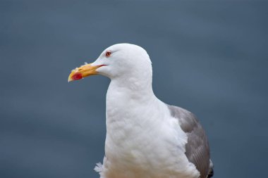 Yakın plan, İspanya 'nın Galiçya kentindeki Ces Adaları' nın arka planında belirgin kırmızı göz halkasına sahip Sarı Ayaklı Martı 'nın yoğun bakışını yakalar..