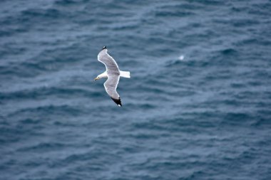 Zarif bir martı, İspanya, Galiçya 'daki Cies Adaları üzerindeki açık mavi gökyüzüne karşı zahmetsizce süzülür. Bu büyüleyici görüntü özgürlüğün özünü ve bu el değmemiş adaların doğal güzelliğini yakalar.