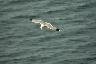 Zarif bir martı, İspanya, Galiçya 'daki Cies Adaları üzerindeki açık mavi gökyüzüne karşı zahmetsizce süzülür. Bu büyüleyici görüntü özgürlüğün özünü ve bu el değmemiş adaların doğal güzelliğini yakalar.