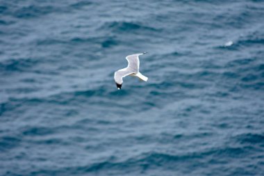 Zarif bir martı, İspanya, Galiçya 'daki Cies Adaları üzerindeki açık mavi gökyüzüne karşı zahmetsizce süzülür. Bu büyüleyici görüntü özgürlüğün özünü ve bu el değmemiş adaların doğal güzelliğini yakalar.