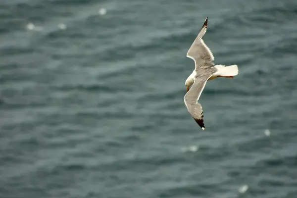 stock image A graceful seagull soars effortlessly against the clear blue sky over the Cies Islands in Galicia, Spain  This captivating image captures the essence of freedom and the natural beauty of these pristine islands