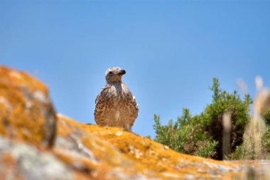 Kabarık bir martı yavrusu İspanya 'nın Galiçya kıyısındaki Cies Adaları' nın engebeli kayalıklarına tünedi..