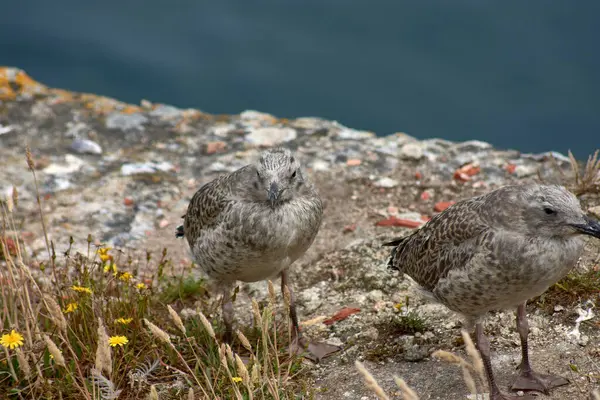 stock image A fluffy seagull chick perches on the rugged rocks of the Cies Islands, located off the coast of Galicia, Spain.