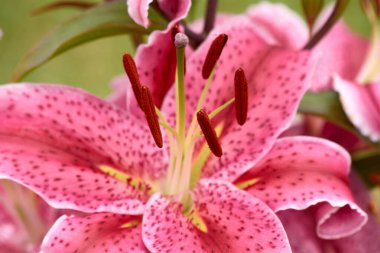 Mor zambak çiçeği. Yaz bahçesinde güzel mor zambaklar. Liliaceae 'ye ait Lilium. Oriental Melez Lily yakın çekim. Kızıl Yıldız teleskopu çiçeği. Çiçek açan mor Asyalı zambak çiçeği.