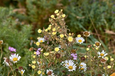 Bu fotoğraf Vigo, Galiçya, İspanya 'daki Cies Adaları' nda açan canlı bir kır çiçeği buketini yakalar. Yeşilliğin ve açık mavi gökyüzünün karşısındaki çeşitli renkli çiçek dizileri doğal güzelliği ve biyolojik çeşitliliği gözler önüne seriyor.