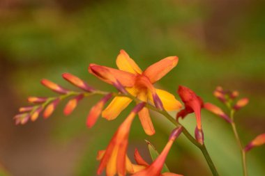 Bu fotoğraf, Galiçya 'nın Vigo kentindeki Cies Adaları' nda bulunan ve 