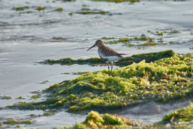 İspanya 'nın Baiona kentindeki Playa Ladeira' da yaygın bir Sandpiper (Calidris alpina) deniz yosunu ararken yakalanır..