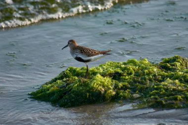 İspanya 'nın Baiona kentindeki Playa Ladeira' da yaygın bir Sandpiper (Calidris alpina) deniz yosunu ararken yakalanır..