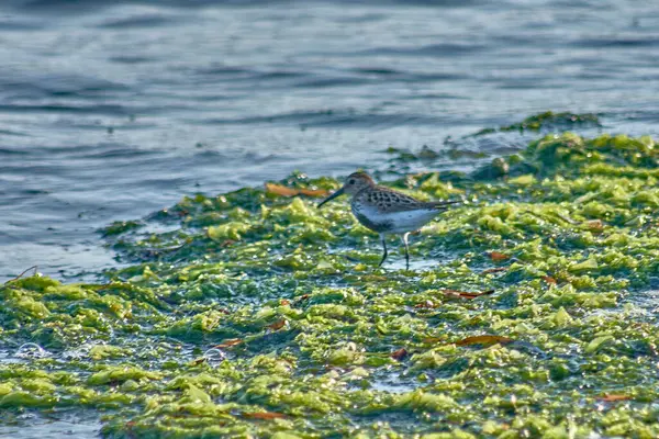 stock image A Common Sandpiper (Calidris alpina) is captured foraging on seaweed at Playa Ladeira in Baiona, Spain.