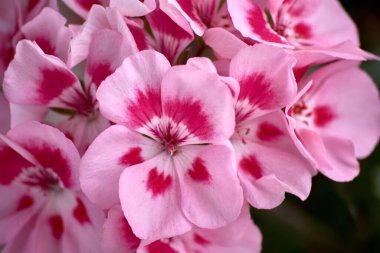 Bu yakın plan resim, pembe bir sardunya çiçeğinin büyüleyici güzelliğini yakalar. Yumuşak pembe renkleriyle narin taç yaprakları zarafet ve cazibe yayar. Çiçeklerin karmaşık ayrıntıları ve dokuları vurgulanıyor, çiçeğin... 