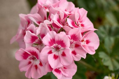 Bu yakın plan resim, pembe bir sardunya çiçeğinin büyüleyici güzelliğini yakalar. Yumuşak pembe renkleriyle narin taç yaprakları zarafet ve cazibe yayar. Çiçeklerin karmaşık ayrıntıları ve dokuları vurgulanıyor, çiçeğin... 