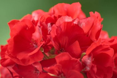 Bu yakın plan görüntü, parlak kırmızı bir sardunya çiçeğinin çarpıcı güzelliğini yakalar. Yoğunlukla parlayan canlı kırmızı yapraklar tutku ve enerji yayar. Çiçeklerin karmaşık ayrıntıları ve dokuları vurgulanıyor,