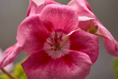 Yumuşak Odaklı Pembe Vinca Çiçeğinin Macro Çekimi. Yumuşak pembe yapraklar bulanık arkaplanda belirgin bir şekilde göze çarpar ve çarpıcı bir görsel karşıtlık yaratır.