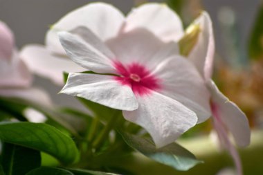 Beyaz Madagaskar Periwinkle 'ın Macro Shot' u canlı kırmızı merkezli. Saf beyaz taç yaprakları koyu kırmızı göz ile güzel bir tezat, yumuşak bulanık arka planda canlı bir şekilde duruyor..