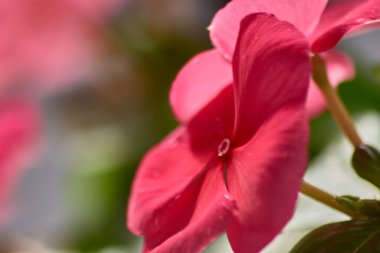 Parlak kırmızı bir sardunya çiçeğinin yakın çekimi. Yoğunlukla parlayan canlı kırmızı yapraklar, bir tutku ve enerji hissi yayar.