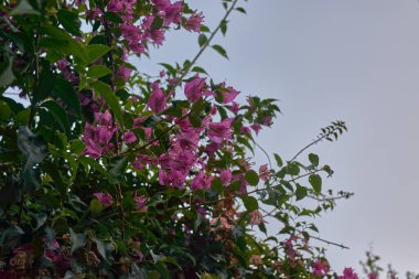 Birçok Bougainvillea Spectabilis çiçeğinin yemyeşil güzelliği dallar boyunca bol bol çiçek açıyor. Çarpıcı renkleri ve bol büyümeleri ile tanınan canlı çiçekler, sahneyi doğal ihtişamıyla dolduran kademeli bir etki yaratır.