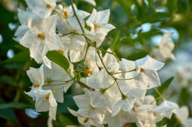 Solanum Jasminoides 'teki Starry White Blooms' un yakın plan görüntüleri. Çiçekler hem zarif hem de az gösterilmiş, bahçeye biraz cazibe ve dinginlik katıyor.