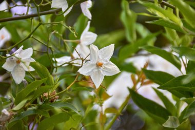 Solanum Jasminoides 'teki Starry White Blooms' un yakın plan görüntüleri. Çiçekler hem zarif hem de az gösterilmiş, bahçeye biraz cazibe ve dinginlik katıyor.