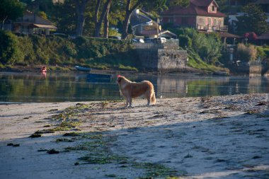 Bayona, Pontevedra, İspanya 'daki Ladeira Sahili' nde neşeli bir Golden Retriever. Köpek kumlu sahilde, sakin okyanus dalgaları sakin bir arka plan sağlıyor.