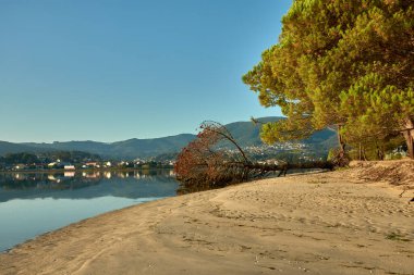 Foz del Val Minor 'da toprak eksikliğinden dolayı sökülmüş bir çam ağacı. Bir zamanlar dik duran ağaç, şimdi yerde yatıyor, kökleri açıkta.
