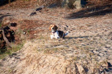 Çekici bir Beagle dikkatle oturuyor ve kameraya bakıyor. Köpeğin etkileyici gözleri ve tetikte duruşu onun zeki ve meraklı doğasını yakalar.