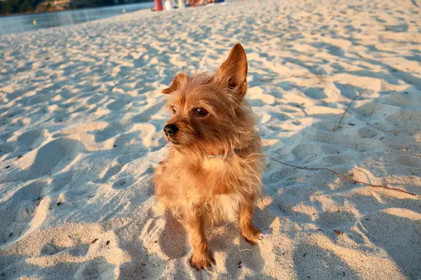 stock image a red-haired Yorkshire Terrier, her glossy coat shining under natural light. With her expressive eyes and lively personality, this little dog exudes both elegance and playfulness