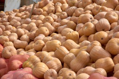Tashkent 'lerin en ikonik pazarlarından biri olan Chorsu Çarşısı' nda büyük, canlı balkabakları sergileniyor. Bu taze, yerel olarak yetişmiş balkabakları hem yerel müşterilere hem de meraklı turistlere cazip gelen farklı boyutlarda ve çeşitlerde mevcuttur.. 