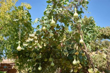 Antik İpek Yolu boyunca Özbekistan 'ın tarihi Khiva kentinde, yeşil balkabaklarıyla ağır tahta kazıklara tırmanan kabak bitkileri. Güçlü sarmaşıklar destek için kazıkları kullanıyor. Balkabakları olgunlaştıkça doğal bir büyüme sahnesi yaratıyor.