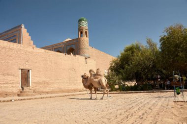 Antik İpek Yolu boyunca önemli bir durak olan tarihi Khiva kentinde, turist gezileri için kullanılan bir deve sabırla ayakta duruyor. Bu nazik hayvanlar ziyaretçilere Khivas 'ın eski sokaklarını keşfetmeleri ve geleneksel modu deneyimlemeleri için eşsiz bir yol sunuyor.
