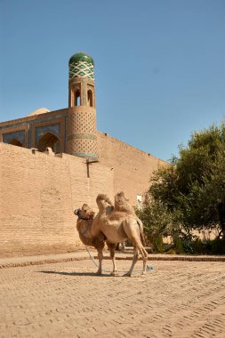Antik İpek Yolu boyunca önemli bir durak olan tarihi Khiva kentinde, turist gezileri için kullanılan bir deve sabırla ayakta duruyor. Bu nazik hayvanlar, ziyaretçilere Khivas 'ın eski sokaklarını keşfetmeleri için eşsiz bir yol sunuyor.