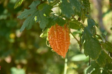 Momordica Charantia 'nın olgun portakal meyvesi, Hint salatalığı ya da acı kavun olarak da bilinir, tarihi şehir Khiva, Özbekistan' da, antik İpek Yolu boyunca. 