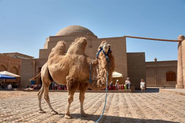 Khiva, Özbekistan; 21 Eylül 2024: Antik İpek Yolu boyunca önemli bir durak olan tarihi Khiva kentinde turist gezileri için kullanılan bir deve sabırla ayakta duruyor. Bu nazik hayvanlar, ziyaretçilere Khivas 'ın eski sokaklarını keşfetmeleri için eşsiz bir yol sunuyor.