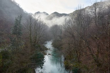 In the heart of Asturias, Spain, the tranquil Ro Dobra meanders through a dense forest shrouded in morning mist. The fog creates an ethereal atmosphere, softening the lush greenery and casting a serene, almost mystical quality over the landscape.  clipart