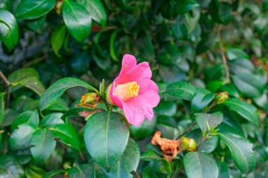Kırmızı kamelya çiçeğinin tam çiçek açtığı yakın plan bir fotoğraf, zarif taç yapraklarını ve canlı rengini gözler önüne seriyor. Çiçeklerin karmaşık ayrıntıları yemyeşil yapraklarla çok güzel bir kontrasttır ve çarpıcı bir doğal bileşim yaratır.. 