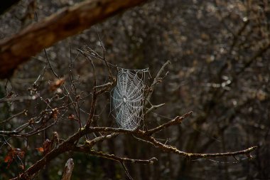 Örümceğin sabah çiğ taneleriyle kaplı yakın plan bir fotoğrafı. Karmaşık tasarımı ve hassas iplikleri vurguluyor. Ağ, bulanık doğal bir arka plana kurulur ve sabah yürüyüşü sırasında ormanın sakin atmosferini yakalar.