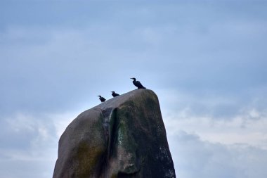 Bir grup karabatak İspanya 'nın Corrubedo kentindeki Vilar Sahili' ndeki yüksek bir kayanın tepesine tünedi. Deniz kuşları Atlantik sularında balık tuttuktan sonra kanatlarını kurutmak için açıyorlar. Görüntü, kıyı ekosisteminin vahşi güzelliğini yansıtıyor.