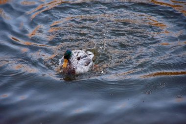 İspanya 'nın Vigo kentindeki Castrelos park göletinin sakin sularında zarif bir şekilde yüzerken seçici odak noktasında yakalanan erkek yaban ördeğinin (Anas platyrhynchos) güzel bir şekilde oluşturulmuş bir görüntüsü. Ördeğin canlı tüyleri ve su birikintisindeki detaylı hareketleri.