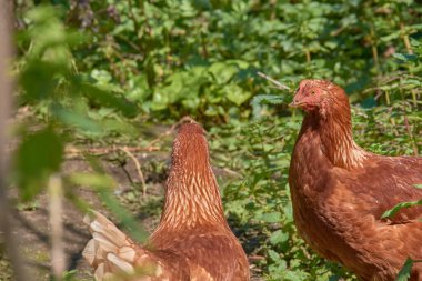 Kırsal bir çiftlik ortamında serbestçe dolaşan iki genç kızıl tavuk. Doğal güneş ışığı altında, yeşil bitkilerle çevrili, dünyevi toprağı keşfediyorlar.. 