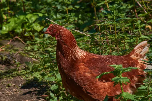 Kırsal bir çiftlik ortamında serbestçe dolaşan iki genç kızıl tavuk. Doğal güneş ışığı altında, yeşil bitkilerle çevrili, dünyevi toprağı keşfediyorlar.. 