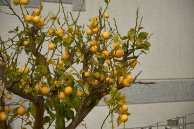 Olgun, sarı limonlarla dolu limon ağacı, modern bir taş duvarın yanında büyüyen bir bahçede. Ağacın dalları meyve ve yeşil-sarı yapraklarla kaplı. Turunçgillerin doğal güzelliklerini yakalıyorlar.. 